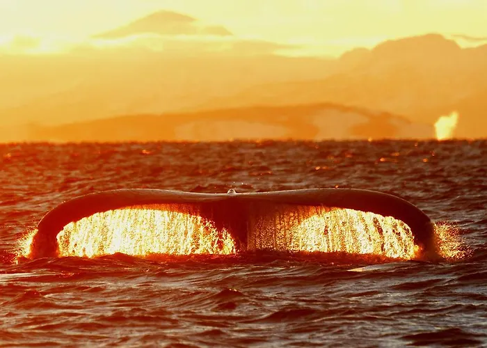 מלון Senja Fjordhotell And