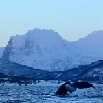 Senja Fjordhotell And Stonglandseidet