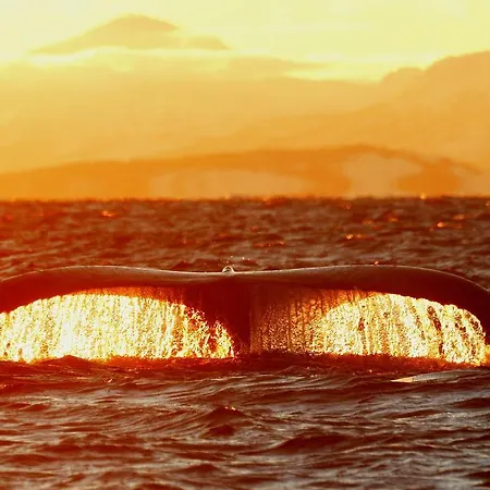 מלון Senja Fjordhotell And