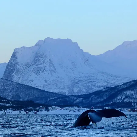 Senja Fjordhotell And Stonglandseidet