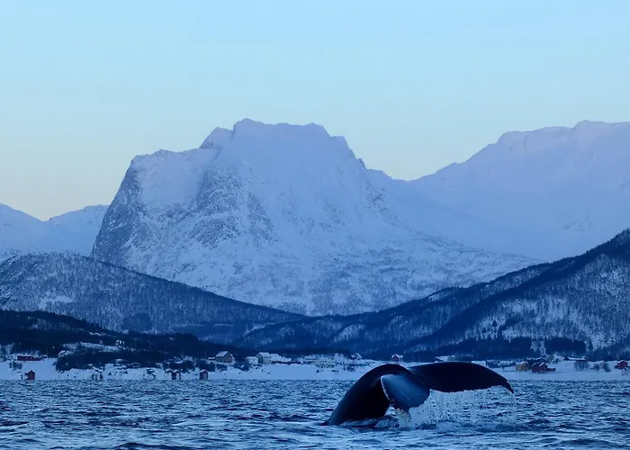 Senja Fjordhotell And Stonglandseidet